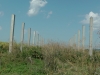 Perieni_2